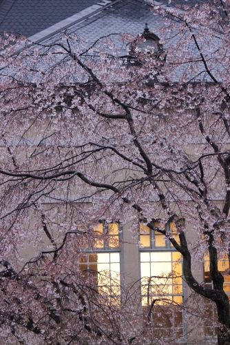 1983-12.4.13玄関正面に灯が灯り、祇園枝垂れ桜　縦.jpg